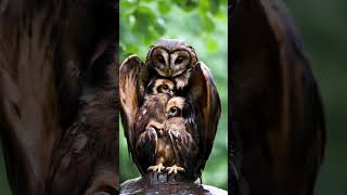 Mother Owl Sheltering Her Chicks from the Rain mother birds owl [upl. by Akerdna]