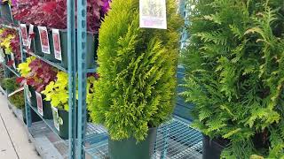 Thuja plicata Forever Goldy Western Arborvitae  Cedar [upl. by Attenat93]