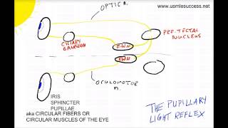 USMLE Tutorial  The Pupillary Light Reflex [upl. by Adrien]