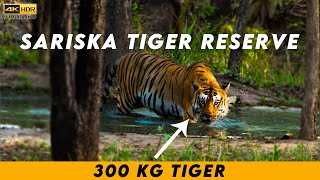 Sariska Diaries Tracking Tigers and Discovering Natures Grandeur  Sariska Tiger Reserve Rajasthan [upl. by Ayor]