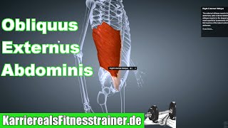 M Obliquus Externus Abdominis Ansatz Ursprung Funktion Dehnung außerer Bauchmuskel BLizenz Prüfung [upl. by Elysia]