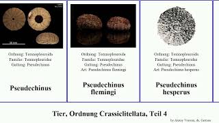 Tier Ordnung Crassiclitellata Teil 4 pseudorhabdosynochus pseudechinus animal affinis hesperus [upl. by Itsirhc]