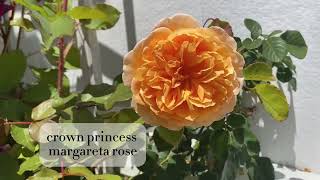 David Austin Roses Munstead wood Ambridge crown princess princess charlene de Monacoveilchenblau [upl. by Aelat401]