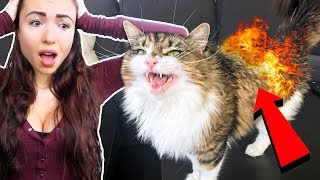 MY CAT CAUGHT ON FIRE [upl. by Aicilana799]