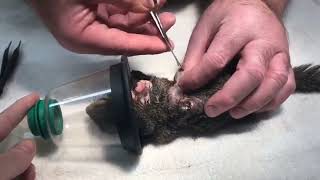 Botfly  Cuterebra removal from animals  Cuterebra from squirrel [upl. by Ayalahs]