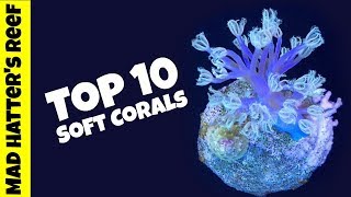 Top 10 Soft Corals for a Reef Tank [upl. by Llatsyrk491]