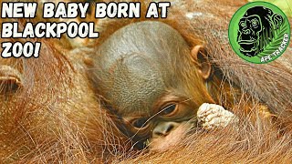 New born Baby Orangutan Surprise At Blackpool Zoo  🦧😍 babynews babyorangutan [upl. by Nirb878]