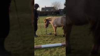 53 secs of me and popcorn being muppets 😌 You’re welcome 😂equestrian funny cute shetland fyp [upl. by Relyc]