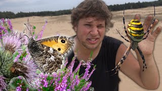 Greyling Butterflies Hipparchia semele and Radio Kootwijk Camping in NatureVlogs [upl. by Rockie]