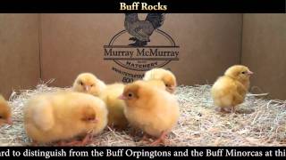 Buff Rock Chicks [upl. by Moth]