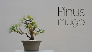 Nusrery Pinus mugo FULL Styling  Arkefthos Bonsai [upl. by Ogilvie]