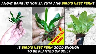 How to Propagate Repot Birds Nest Fern by Anak Bukid [upl. by Camellia]