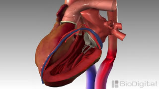 Heartbeat Explained  Lub dub  Cardiac cycle  Heart Sound  Human Anatomy video 3D  elearnin [upl. by Wight108]