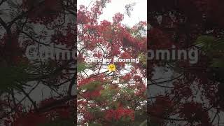 Gulmohar blooming 🌿🌹🌿blooming gulmohar tree viralvideo instagram song viralshort nature [upl. by Plath]