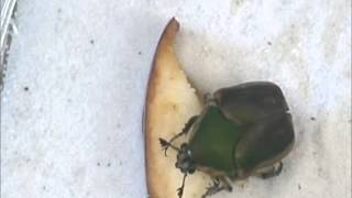 Green june beetle feeding [upl. by Nylek]