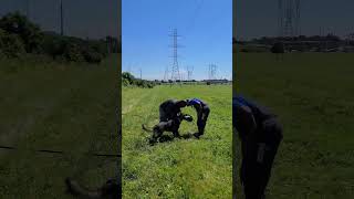 GSD learns how to fight💪💯💣💥 workingk9 dogtraining k9 germanshepherd policedog IGP PSA [upl. by Asek719]