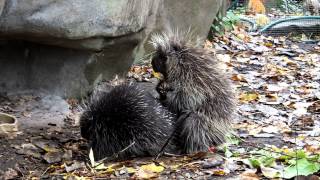 Porcupine Mating [upl. by Euqilegna998]