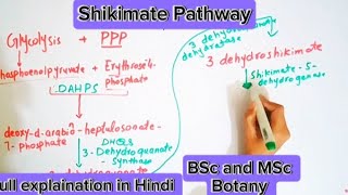 Shikimate PathwaysImportancePlant metabolismBsc and MSc botany topic [upl. by Lipski817]