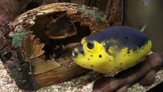 Dogface puffer fish [upl. by Batchelor]