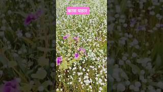 कास पठार सातारा kaasplateau maharashtra kaaspathar kaassatara nature kaasplankje sahyadri [upl. by Maloy]