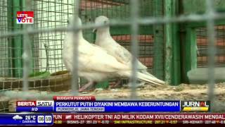 Budidaya Perkutut Berbulu Putih [upl. by Hernando]