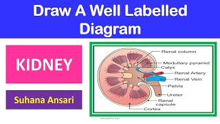 How to Draw Labeled Diagram Human Kidney [upl. by Zebulen]