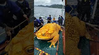 Giant Sea Monsters Caught by Fishermen 🐙🎣GiantSeaCreatures FishingDiscoveries OceanMysteries [upl. by Anyale]