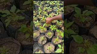 Pruning of Plants shorts pruning video [upl. by Gordie]