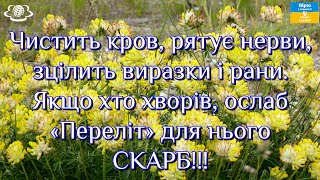 Чистить кров рятує нерви зцілить виразки Якщо хто хворів ослаб «Переліт» для нього СКАРБ [upl. by Bonita2]