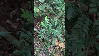 Bergera koenigii L curry leaf tree from Odisha nature curry curryrecipe curryleaves [upl. by Evelunn]