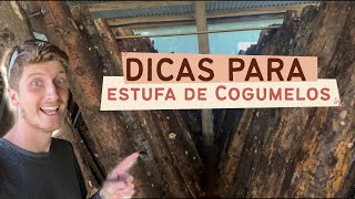 Dicas Importantes Para Estufa de Cogumelos [upl. by Cirdes]