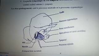 Os temporal  3 parties osseuses et deux prolongements  processus mastoïde et proc zygomatique [upl. by Ceciley813]