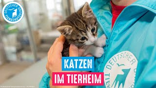 Katzen im Tierheim [upl. by Relda]