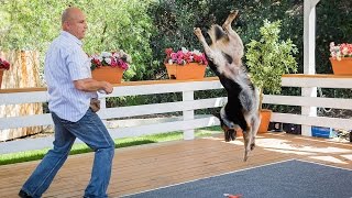 Home amp Family  Extreme Dog Tricks with Omar Von Muller amp Jumpy the Dog [upl. by Ilocin]