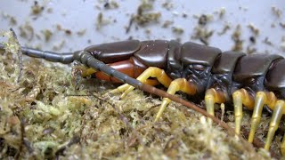 Scolopendra gigantea Giant White Leg Housing and care [upl. by Eninej613]