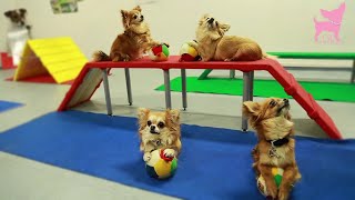 Cute Chihuahua Dog Tricks and Agility [upl. by Donoghue]