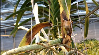 Sudden Leaf Drop in Vanda Orchids Fusarium  a Lethal Fungal Infection of Stem And Roots [upl. by Merriam]