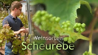 Wein Scheurebe [upl. by Mairhpe]