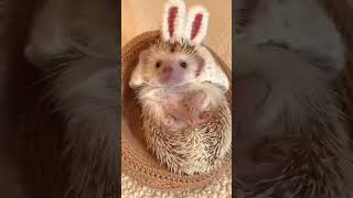 Hedgehog 🦔 1183 shorts hedgehog stickyHedgehog cutehedgehogs hedgehoglove [upl. by Westlund]