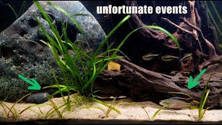 Catastrophes To Avoid In Your Aquariums [upl. by Charmian203]