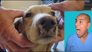 Que es Moquillo 🐶 Signos Diagnostico y Tratamiento en perros [upl. by Sinnal]