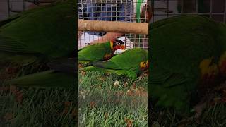 Ornate Lorikeet for sale  Exotic birds market  Sreerampur Pet Market  Very Cheap Price lorikeet [upl. by Parcel68]