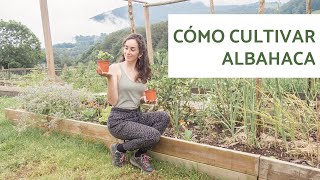 Como CULTIVAR ALBAHACA en casa [upl. by Blader]