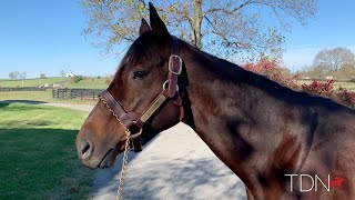 TDN New Stallions Divisidero at Airdrie Stud [upl. by Placeeda]