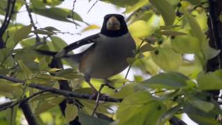 黑尾蠟嘴雀 Yellow billed Grosbeak [upl. by Liebermann]