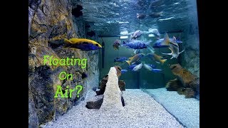 Are They Floating Simple Tips on Crystal Clear Aquarium Water [upl. by Pilar]