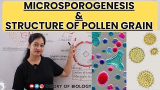 Microsporogenesis and Structure of Pollen GrainClass12Reproduction in flowering plantsNEET EXAM [upl. by Chris]