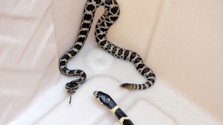 Rattlesnake vs Kingsnake [upl. by Brandy]