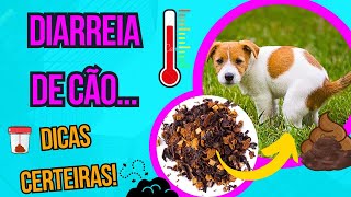 COMO CURAR CACHORRO DOENTE COM DIARRÉIA E FEZES MOLE REMÉDIOS CASEIROS QUE FUNCIONAM PARA CÃES [upl. by Saretta]