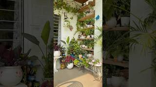 Garden lovetelugu gardeningtips plantdecor plantcaretips minimalgarden indianhomemaker home [upl. by Odoric]